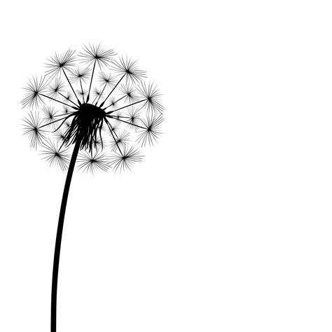 Dandelion White Background
