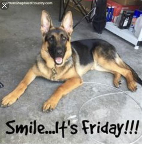 Smiling German Shepherd Meme
