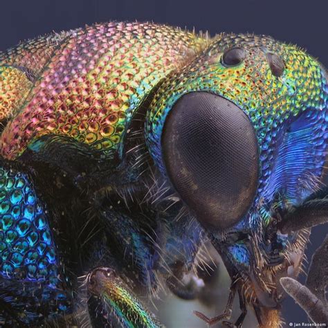 Microscopic Insects 的图像结果