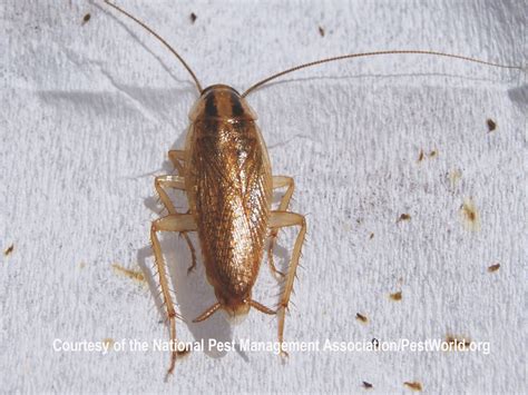 Image result for German Cockroach Identification