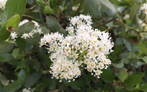 Shrub With Clusters Of White Flowers at Richard Armes blog