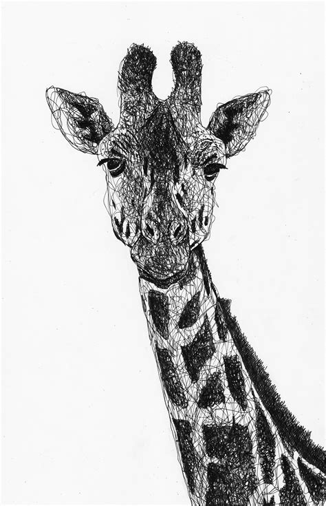 Image result for Biro Drawing Shell