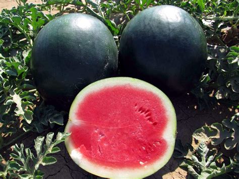 Black Watermelon Growing Guide: How To Prepare The Soil for Planting