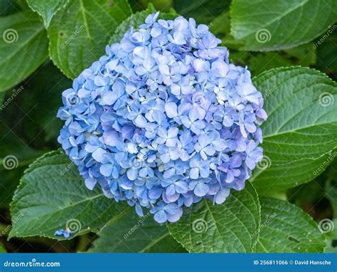 Blue hydrangeas in bloom stock photo. Image of botanical - 256811066