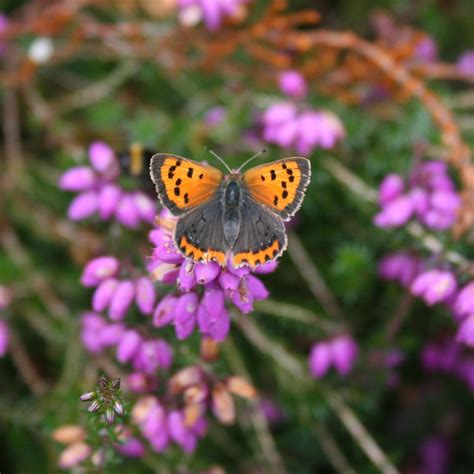 Big Butterfly Count at Manor Fruit Farm, Manor Fruit Farm, Glaziers ...