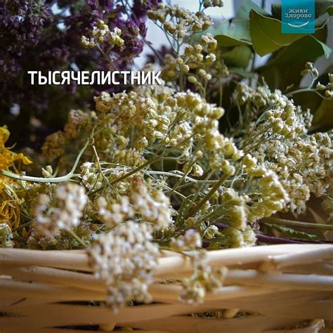 Живи Здорово - ТЫСЯЧЕЛИСТНИК . 🌱 Тысячелистник обладает многими ...