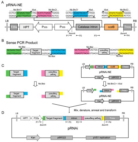 Nicking Endonuclease-Mediated Vector Construction Strategies for Plant ...