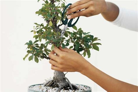 Image result for Bonsai Making Tutorial