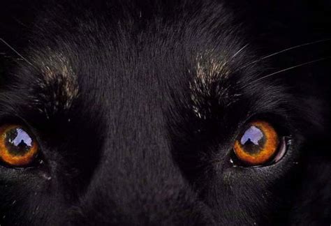 Mysterious Red-Eyed Creature 的图像结果