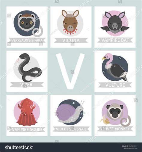 Animals That Start With The Letter V