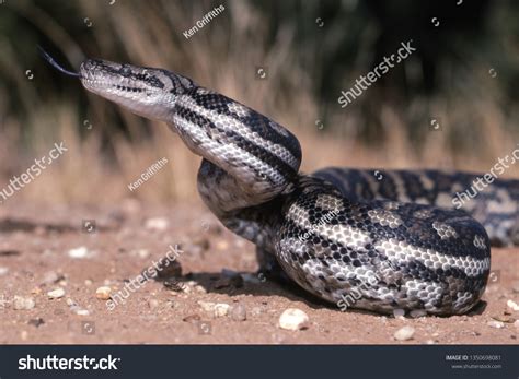 Image result for Indian Carpet Python