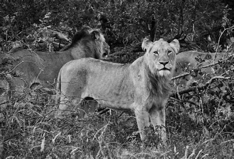 Jackal Lion 的图像结果