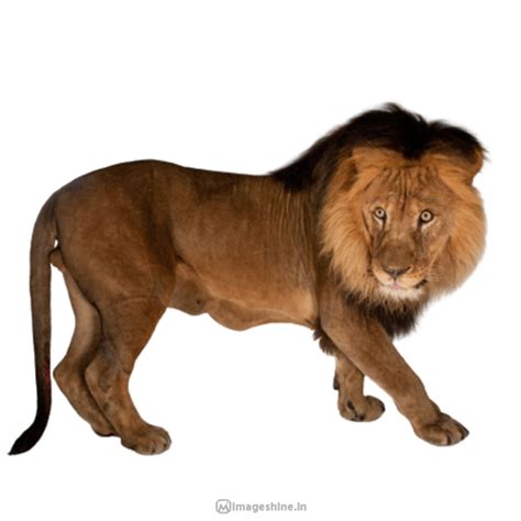 100+ Animal PNG Images HD free Download