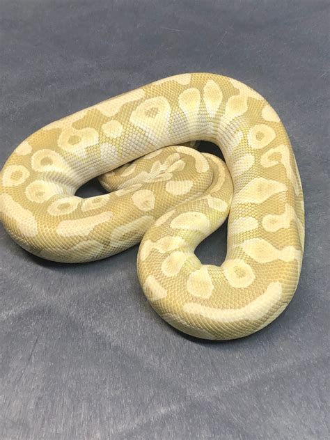 Image result for Crystal Ball Python