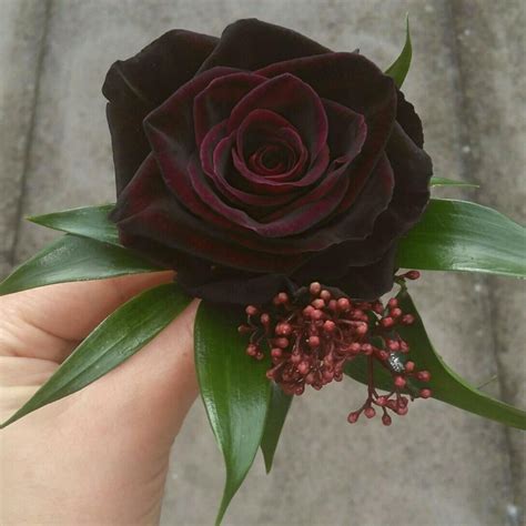 What Are Black Roses Used For at Peggy Rios blog