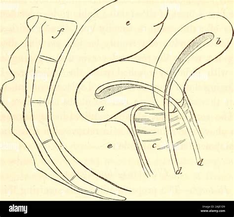 Gravid uterus hi-res stock photography and images - Alamy