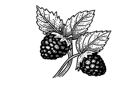 Image result for Raspberry Branch Line Drawing