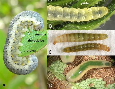 Waldheimia | Sawfly GenUS