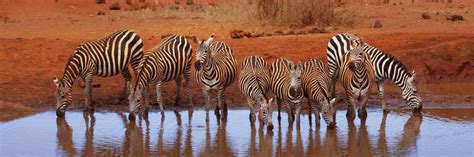 Image result for Code. Fresh API Key