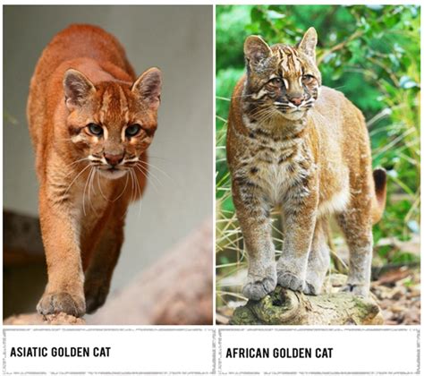 11 Largest Cat Breeds in the World - HubPages