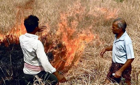 Farmers burn crops in Odisha to draw government attention to large ...