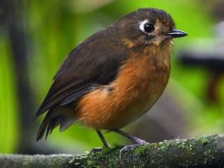 Leymebamba Antpitta - eBird