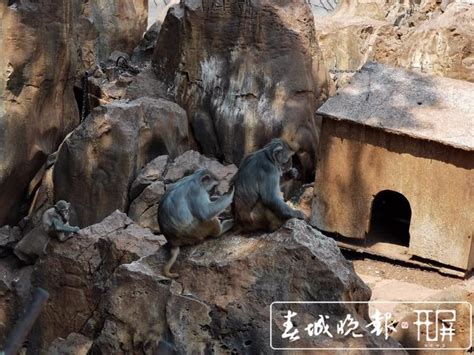 开屏新闻-昆明动物园回应“猴猫共栖”质疑：计划近期将猴山上所有猫咪迁出
