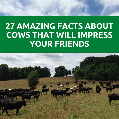 27 Amazing Facts About Cows That Will Impress Your Friends