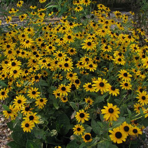Rudbeckia Hirta Black Eyed Susan