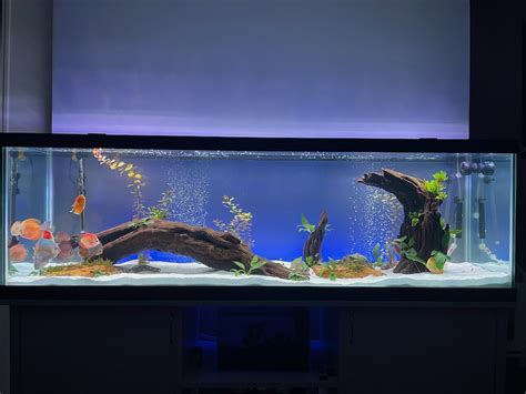 Image result for Red Leopard Discus