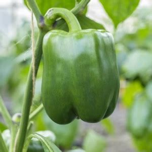 VASUDHA Sweet Pepper Seeds "Wonder", Capsicum Seed Price in India - Buy ...