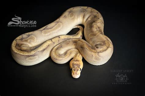 Image result for Champagne Ball Python