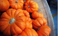 Pumpkin Images Fall Backgrounds For Computer by Fall Pumpkin Wallpapers Wallpaper Cave Pumpkin Images Fall Backgrounds For Computer