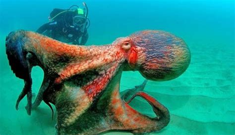Image result for Alien Octopus Theory