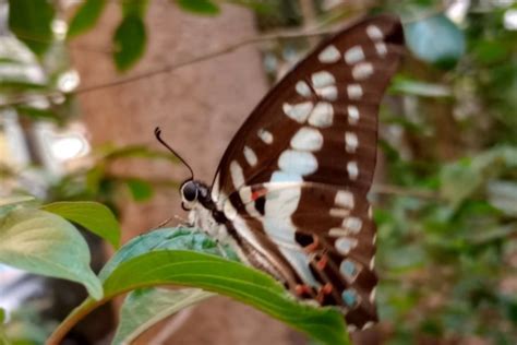 Graphium doson eleius | Butterfly