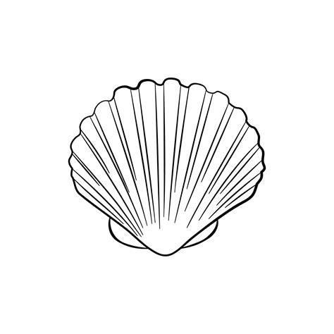 Scallop Shell Drawing 的图像结果