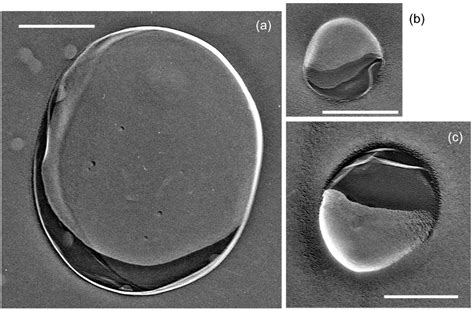 Promoting Effect of Ultra-Fine Bubbles on CO2 Hydrate Formation