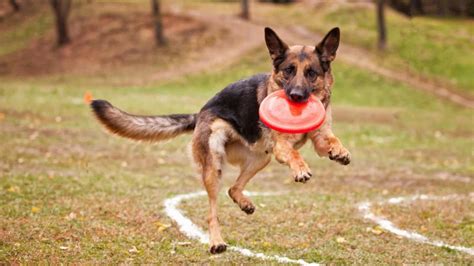 Image result for German Shepherd Exercise Chart