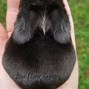 Image result for Fluffy Bunnies Loafing