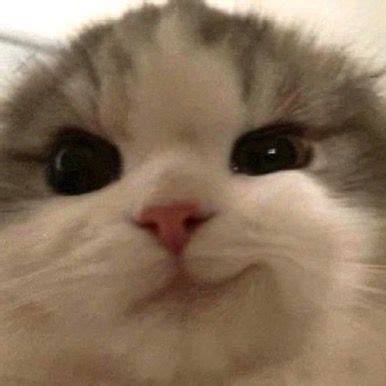 Image result for Cat HTML Code
