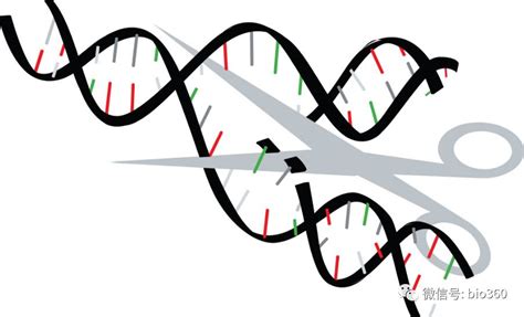什么是基因，基因=DNA吗？（基因系列2）