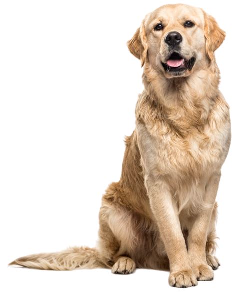 Veterinarian in Bellevue, WA | Animal Wellness and Rehab Center