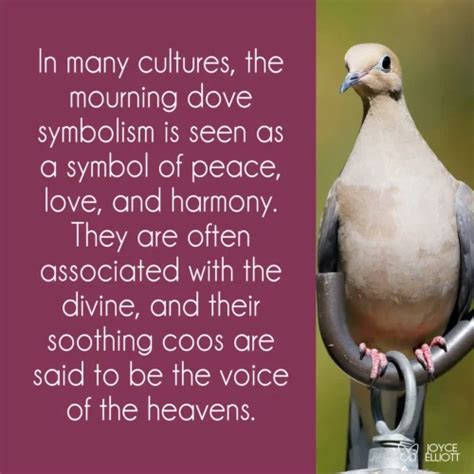 Mourning Dove Symbolism: 7 Powerful Symbols Of Life, Death, and Rebirth ...