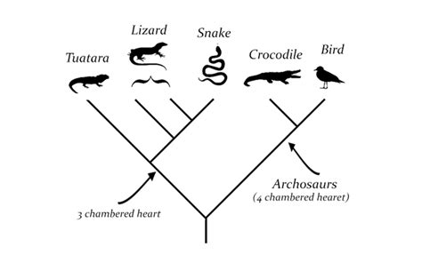 Image result for Simple Cladogram