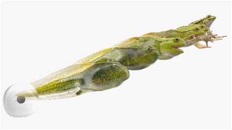 Frog Life Cycle Stages 3D | 3D Molier International