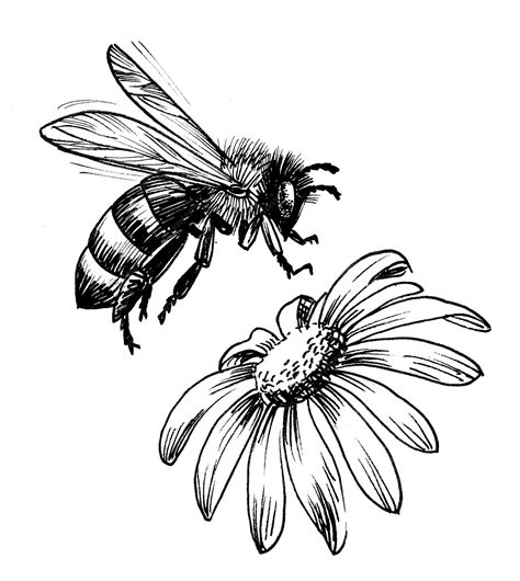 Premium Photo | Bee and flower. Ink black and white drawing