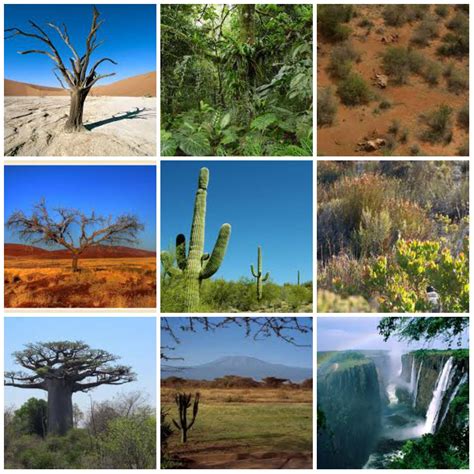 Different Types of Vegetation in Africa