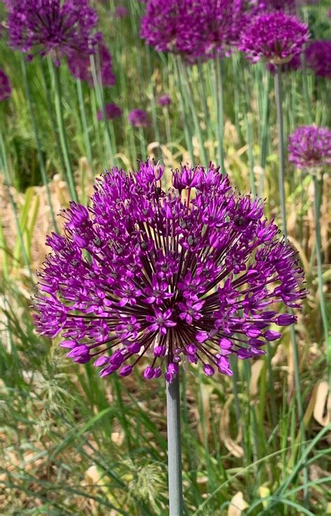 Onions 'Purple Sensation' (Allium × hollandicum 'Purple Sensation ...