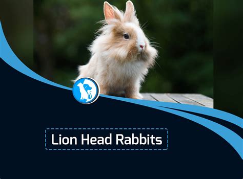 Lion Head Rabbits Care, Information, Characteristics and More