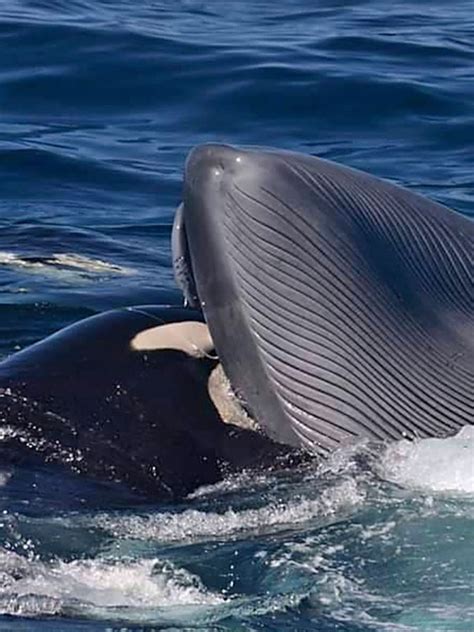 Killer Whale Vs Blue Whale at Bonnie Vincent blog